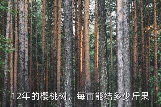 棗莊雷尼櫻桃樹苗能結多少斤果,每畝能結多少斤果