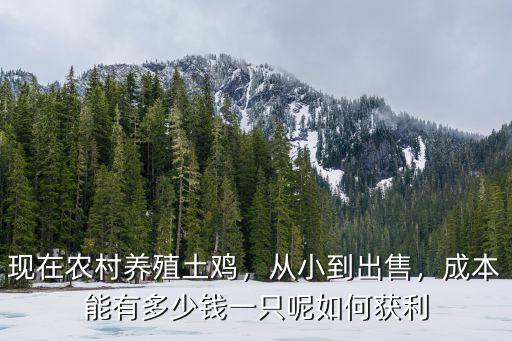 廣東農村雞苗多少錢一只,現在農村養殖土雞