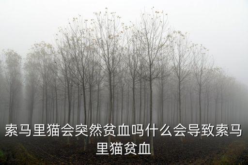 湛江哪里賣索馬里貓,什么會導致索馬里貓貧血