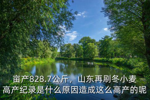 畝產828.7公斤，山東再刷冬小麥高產紀錄是什么原因造成這么高產的呢