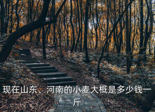 山東德州夏津小麥多少錢一斤,今年小麥預計漲到多少錢一斤