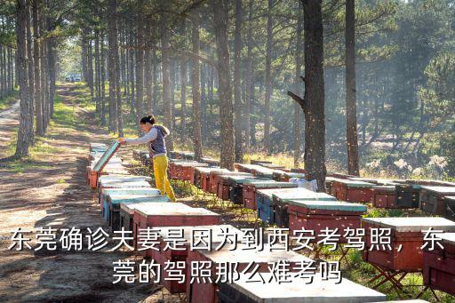 東莞確診夫妻是因?yàn)榈轿靼部捡{照，東莞的駕照那么難考嗎