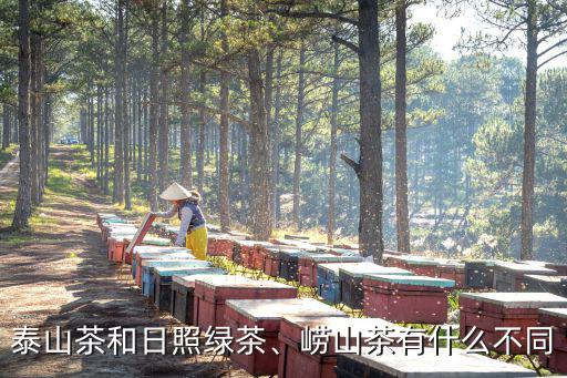 泰山茶和日照綠茶、嶗山茶有什么不同