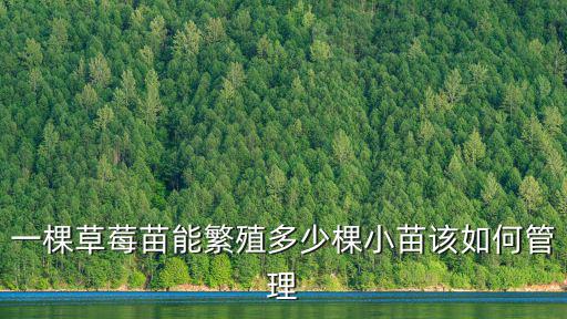 東營草莓苗幼苗多少錢,一棵草莓苗能繁殖多少棵小苗