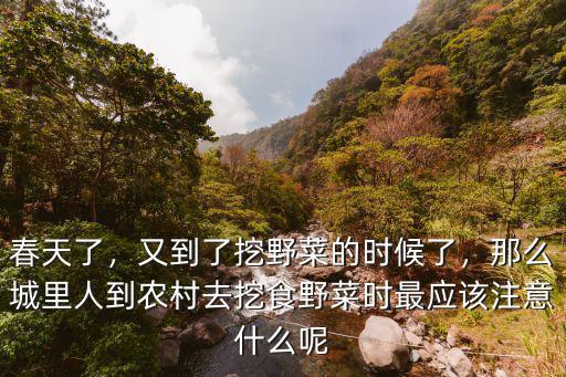 深圳挖野菜去哪里,呼市哪里可以挖野菜
