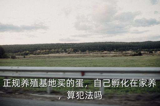 淄博自己在家養雞蛋多少錢一斤,自己孵化在家養