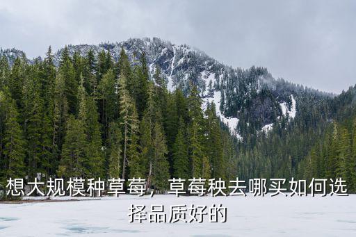 深圳草莓苗去哪里買,在哪里可以買到草莓苗