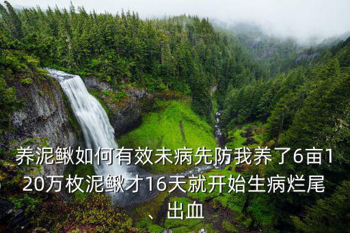 中山哪里有養泥鰍,養泥鰍如何有效未病先防