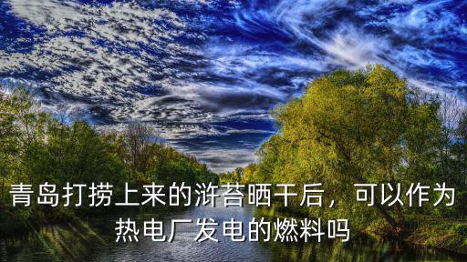青島打撈上來的滸苔曬干后，可以作為熱電廠發(fā)電的燃料嗎