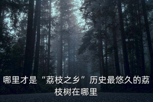 湛江哪里有荔枝樹(shù)買,哪里才是荔枝之鄉(xiāng)