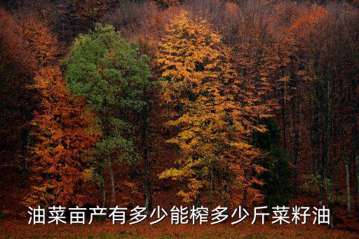 廣東晚熟油菜心畝產多少斤,能榨多少斤菜籽油