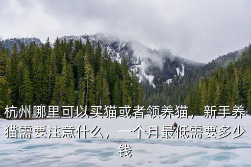杭州哪里可以買貓或者領養貓，新手養貓需要注意什么，一個月最低需要多少錢