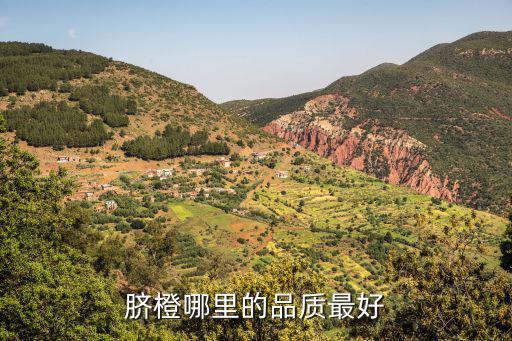 廣州哪里的橙子最好,臍橙哪里的品質最好
