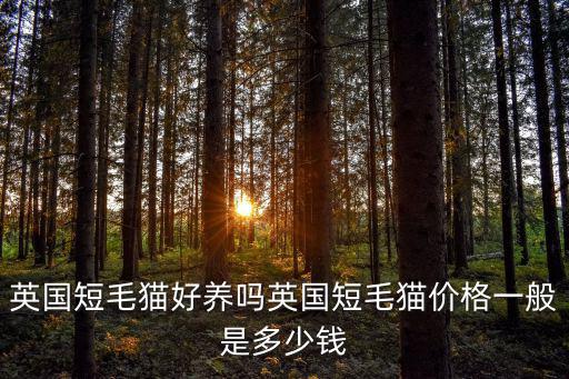 英國短毛貓好養(yǎng)嗎英國短毛貓價格一般是多少錢