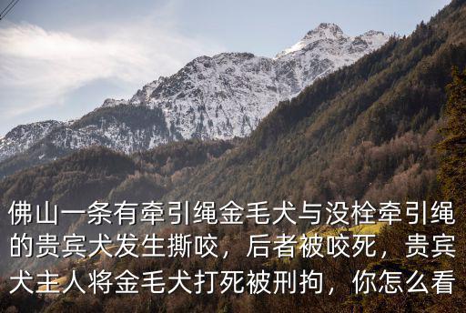 佛山哪里有巨型貴賓犬,巨型貴賓犬多少錢一只
