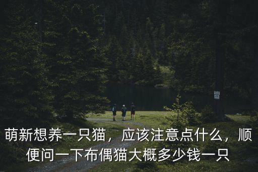 嘉興布偶貓價格多少錢一只,萌新想養(yǎng)一只貓