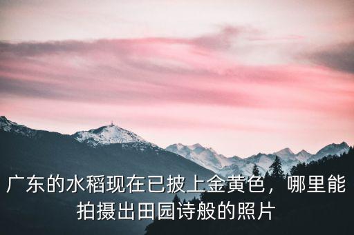 廣東的水稻現在已披上金黃色，哪里能拍攝出田園詩般的照片