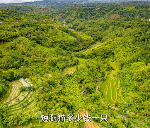 東莞矮腳藍(lán)貓多少錢(qián)一只,銀漸層貓多少錢(qián)一只