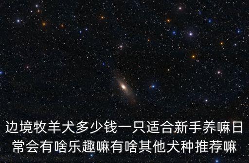 寧波邊境牧羊犬價格多少錢一只,邊境牧羊犬多少錢一只