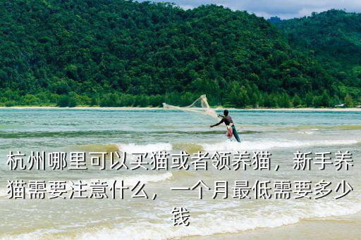 一般在杭州買貓多少錢,杭州哪里可以買貓或者領(lǐng)養(yǎng)貓