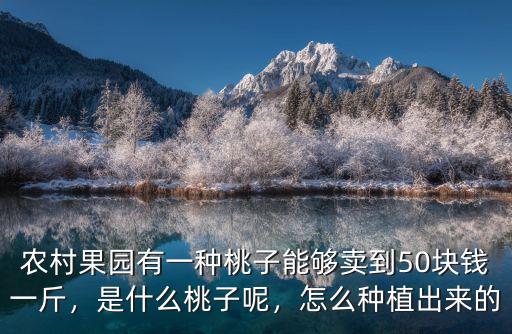 山東濟陽桃子多少錢一斤,現(xiàn)在的桃子多少錢一斤