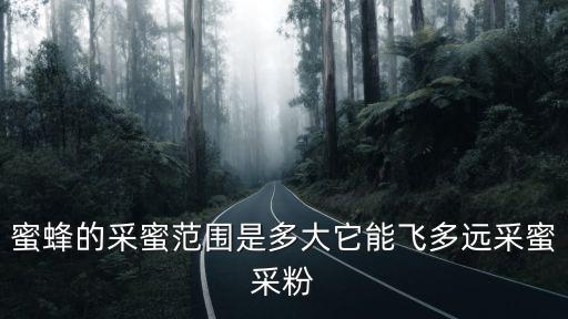廣州哪里有蜜蜂采蜜,蜜蜂的采蜜范圍是多大