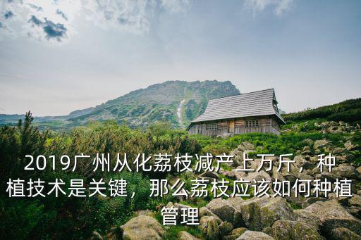 2019廣州從化荔枝減產上萬斤，種植技術是關鍵，那么荔枝應該如何種植管理