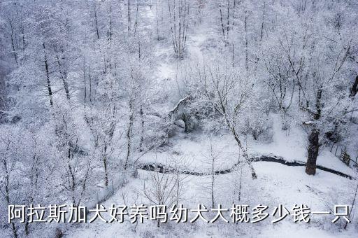 阿拉斯加犬好養(yǎng)嗎幼犬大概多少錢一只