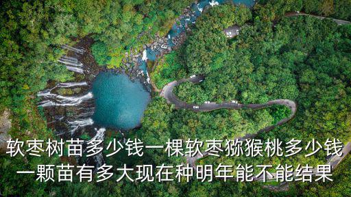 軟棗樹苗多少錢一棵軟棗獼猴桃多少錢一顆苗有多大現在種明年能不能結果