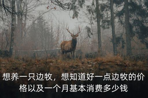 山東邊牧多少錢一只,買一只邊牧需要多少錢