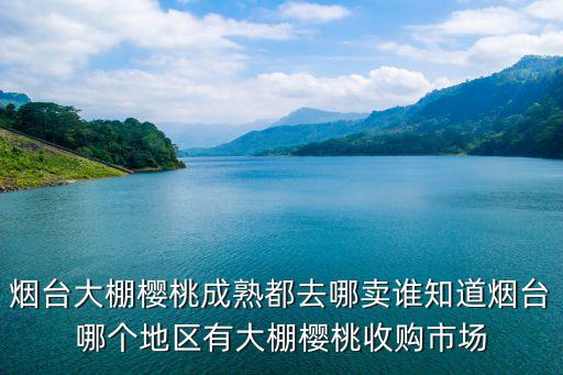 煙臺大棚櫻桃成熟都去哪賣誰知道煙臺哪個地區有大棚櫻桃收購市場