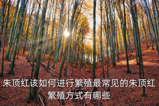 廣東地區怎么養朱頂紅,朱頂紅很鮮艷
