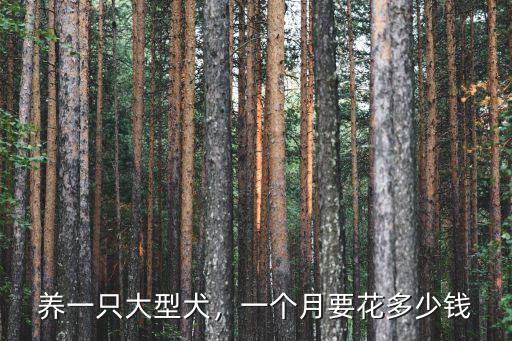 廣州大型犬多少錢一只,巨型貴賓犬多少錢一只