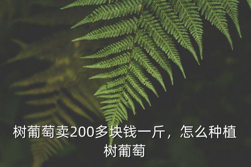 樹葡萄賣200多塊錢一斤，怎么種植樹葡萄