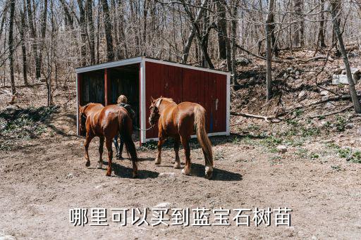 廣州哪里有賣藍寶石葡萄,甜蜜藍寶石葡萄苗哪里賣