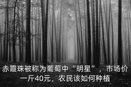 廣州葡萄多少錢一斤2019,市場價一斤40元