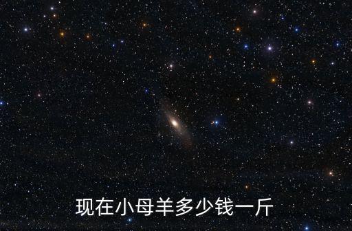 現在小母羊多少錢一斤
