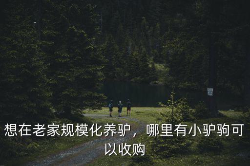 想在老家規(guī)?；B(yǎng)驢，哪里有小驢駒可以收購