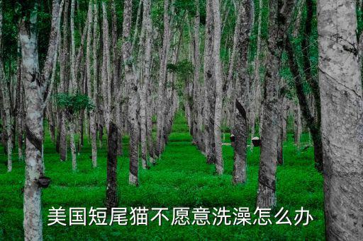 潮州哪里買美國短尾貓,美國短尾貓打的過獰貓嗎