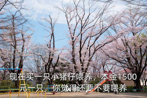 現在買一只小豬仔喂養，本金1500元一只，你覺得還要不要喂養