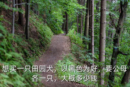 山東田園犬多少錢一只,中華田園犬多少錢一只