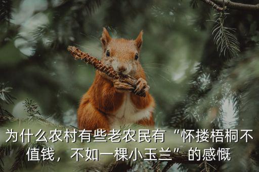 廣東玉蘭苗多少錢一棵,山竹苗多少錢一棵