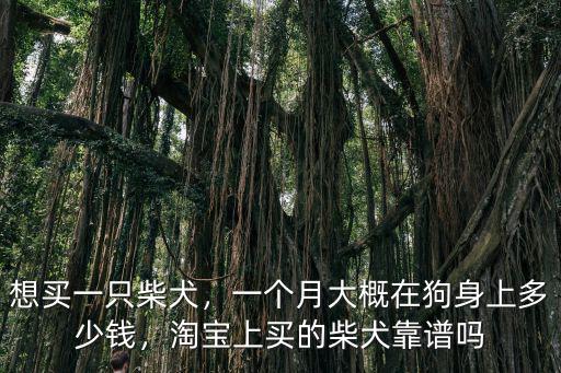 棗莊柴犬一般多少錢,柴犬種公配一次多少錢