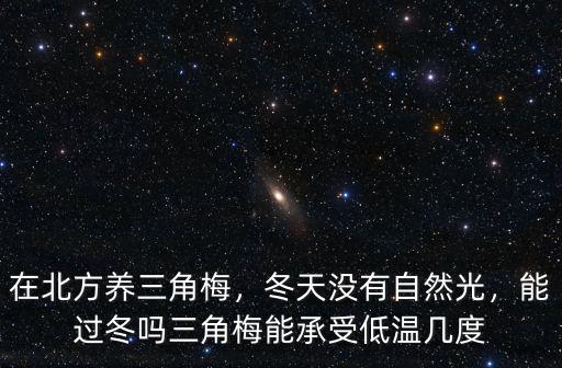 在北方養三角梅，冬天沒有自然光，能過冬嗎三角梅能承受低溫幾度