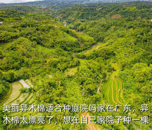 美麗異木棉適合種庭院嗎家在廣東，異木棉太漂亮了，想在自己家院子種一棵