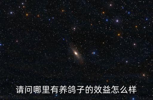 廣東省珠海市哪里有養鴿子的,請問哪里有養鴿子的