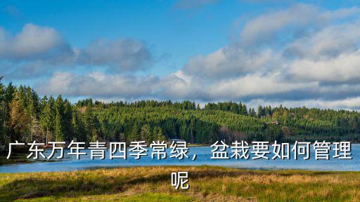 廣東萬年青怎么配土種植,廣東萬年青四季常綠