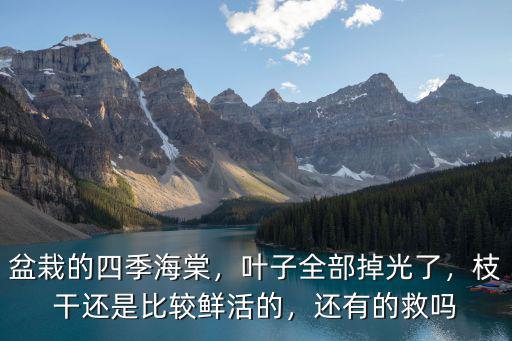 盆栽的四季海棠，葉子全部掉光了，枝干還是比較鮮活的，還有的救嗎