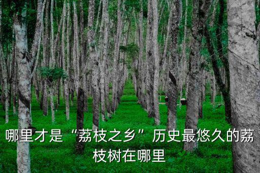 哪里才是“荔枝之鄉(xiāng)”歷史最悠久的荔枝樹在哪里
