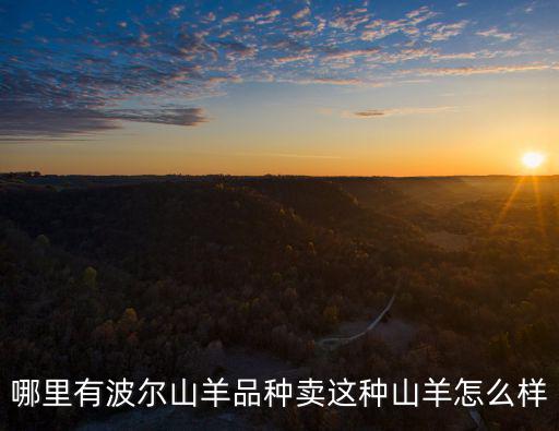 廣東清遠興仁哪里有山羊賣,哪里能買到波兒山羊